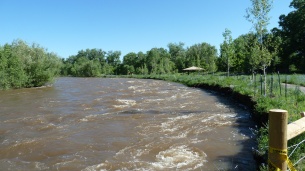 High flow along Poudre River and resulting bank erosion